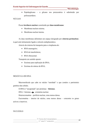 Escola Superior de Enfermagem da Guarda ________________________________
__________________________________________________________ Microbiologia
• Peptidoglicano – o glicano nos protozoários é substituído por
polissacarídeos.
NÚCLEO
Possui invólucro nuclear constituído por duas membranas:
• Membrana nuclear externa;
• Membrana nuclear interna.
As duas membranas delimitam um espaço designado por cisterna perinuclear,
à qual está intimamente ligado o retículo endoplasmático.
Através da cisterna há transporte para o citoplasma de:
• RNA mensageiro;
• RNA de transferência;
• RNA ribossomal.
Transporte em sentido oposto:
• Enzimas para replicação do DNA;
• Enzimas de síntese do RNA.
MOLÉCULA DO DNA
Macromolécula que cabe no núcleo “enrolada” e que contém o património
genético das células.
O DNA é “encapotado” por proteínas – histonas.
DNA + histonas cromatina nuclear.
Heterocromatina – periferia nuclear, zona menos densa.
Eucromatina – interior do núcleo, zona menos densa – concentra os genes
activos e inactivos.
NUCLÉOLO
_________________________ V Curso de Licenciatura _______________________
___________________________ 1.º ano/1.º semestre __________________________
42
 