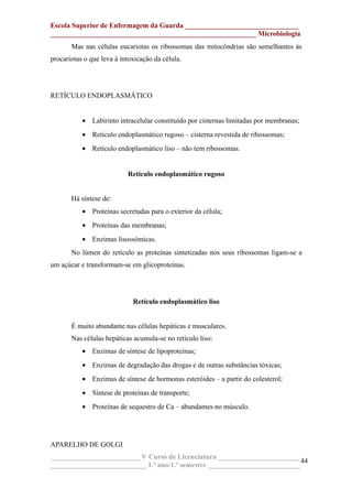 Escola Superior de Enfermagem da Guarda ________________________________
__________________________________________________________ Microbiologia
Mas nas células eucariotas os ribossomas das mitocôndrias são semelhantes às
procariotas o que leva à intoxicação da célula.
RETÍCULO ENDOPLASMÁTICO
• Labirinto intracelular constituído por cisternas limitadas por membranas;
• Retículo endoplasmático rugoso – cisterna revestida de ribossomas;
• Retículo endoplasmático liso – não tem ribossomas.
Retículo endoplasmático rugoso
Há síntese de:
• Proteínas secretadas para o exterior da célula;
• Proteínas das membranas;
• Enzimas lisossómicas.
No lúmen do retículo as proteínas sintetizadas nos seus ribossomas ligam-se a
um açúcar e transformam-se em glicoproteínas.
Retículo endoplasmático liso
É muito abundante nas células hepáticas e musculares.
Nas células hepáticas acumula-se no retículo liso:
• Enzimas de síntese de lipoproteínas;
• Enzimas de degradação das drogas e de outras substâncias tóxicas;
• Enzimas de síntese de hormonas esteróides – a partir do colesterol;
• Síntese de proteínas de transporte;
• Proteínas de sequestro de Ca – abundantes no músculo.
APARELHO DE GOLGI
_________________________ V Curso de Licenciatura _______________________
___________________________ 1.º ano/1.º semestre __________________________
44
 