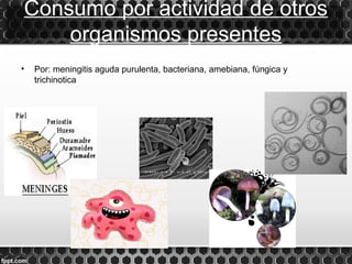 Consumo por actividad de otros
    organismos presentes
•   Por: meningitis aguda purulenta, bacteriana, amebiana, fúngica y
    trichinotica
 