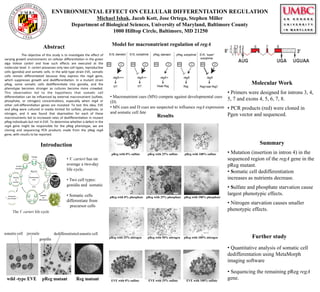 ENVIRONMENTAL EFFECT ON CELLULAR DIFFERENTIATION REGULATION
Michael Ishak, Jacob Kott, Jose Ortega, Stephen Miller
Department of Biological Sciences, University of Maryland, Baltimore County
1000 Hilltop Circle, Baltimore, MD 21250
Abstract
The	
  objec)ve	
  of	
  this	
  study	
  is	
  to	
  inves)gate	
  the	
  eﬀect	
  of	
  
varying	
  growth	
  environments	
  on	
  cellular	
  diﬀeren)a)on	
  in	
  the	
  green	
  
alga	
   Volvox	
   carteri	
   and	
   how	
   such	
   eﬀects	
   are	
   executed	
   at	
   the	
  
molecular	
  level.	
  V.	
  carteri	
  possesses	
  only	
  two	
  cell	
  types,	
  reproduc)ve	
  
cells	
  (gonidia)	
  and	
  soma)c	
  cells.	
  In	
  the	
  wild	
  type	
  strain	
  EVE,	
  soma)c	
  
cells	
   remain	
   diﬀeren)ated	
   because	
   they	
   express	
   the	
   regA	
   gene,	
  
which	
   suppresses	
   growth	
   and	
   dediﬀeren)a)on.	
   In	
   a	
   mutant	
   strain	
  
pReg,	
   some	
   soma)c	
   cells	
   dediﬀeren)ate	
   into	
   gonidia,	
   and	
   the	
  
phenotype	
   becomes	
   stronger	
   as	
   cultures	
   become	
   more	
   crowded.	
  
This	
   observa)on	
   led	
   to	
   the	
   hypothesis	
   that	
   soma)c	
   cell	
  
diﬀeren)a)on	
  can	
  be	
  inﬂuenced	
  by	
  external	
  macronutrient	
  (sulfate,	
  
phosphate,	
   or	
   nitrogen)	
   concentra)ons,	
   especially	
   when	
   regA	
   or	
  
other	
   cell-­‐diﬀeren)a)on	
   genes	
   are	
   mutated.	
   To	
   test	
   this	
   idea,	
   EVE	
  
and	
  pReg	
  were	
  cultured	
  in	
  media	
  limited	
  for	
  sulfate,	
  phosphate,	
  or	
  
nitrogen,	
   and	
   it	
   was	
   found	
   that	
   depriva)on	
   for	
   each	
   of	
   these	
  
macronutrients	
  led	
  to	
  increased	
  rates	
  of	
  dediﬀeren)a)on	
  in	
  mutant	
  
pReg	
  individuals	
  but	
  not	
  in	
  EVE.	
  To	
  determine	
  whether	
  a	
  defect	
  in	
  the	
  
regA	
   gene	
   might	
   be	
   responsible	
   for	
   the	
   pReg	
   phenotype,	
   we	
   are	
  
cloning	
   and	
   sequencing	
   PCR	
   products	
   made	
   from	
   the	
   pReg	
   regA	
  
gene,	
  with	
  results	
  to	
  be	
  reported.	
  
Summary
• Mutation (insertion in intron 4) in the
sequenced region of the regA gene in the
pReg mutant.
• Somatic cell dedifferentiation
increases as nutrients decrease.
• Sulfate and phosphate starvation cause
largest phenotypic effects.
• Nitrogen starvation causes smaller
phenotypic effects.
Further study
• Quantitative analysis of somatic cell
dedifferentation using MetaMorph
imaging software
• Sequencing the remaining pReg regA
gene.
The V. carteri life cycle
Introduction
Molecular Work
• Primers were designed for introns 3, 4,
5, 7 and exons 4, 5, 6, 7, 8.
• PCR products (red) were cloned in
Pgen vector and sequenced.
pReg with 25% nitrogen pReg with 50% nitrogen pReg with 100% nitrogen
pReg with 0% phosphate pReg with 25% phosphate pReg with 100% phosphate
pReg with 0% sulfate pReg with 25% sulfate pReg with 100% sulfate
EVE with 0% sulfate EVE with 25% sulfate EVE with 100% sulfate
• V. carteri has on
average a two-day
life cycle.
• Two cell types:
gonidia and somatic
• Somatic cells
differentiate from
precursor cells
• Macronutrient cues (MN) compete against developmental cues
(D)
• MN cues and D cues are suspected to influence regA expression
and somatic cell fate
Model for macronutrient regulation of regA
Results
 