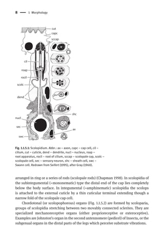 Insect Morphology And Phylogeny A Textbook For Students Of Entomology ...