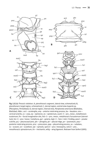 Epimeron Insect Insect Morphology And Phylogeny A Textbook For Students Of Entomology ...