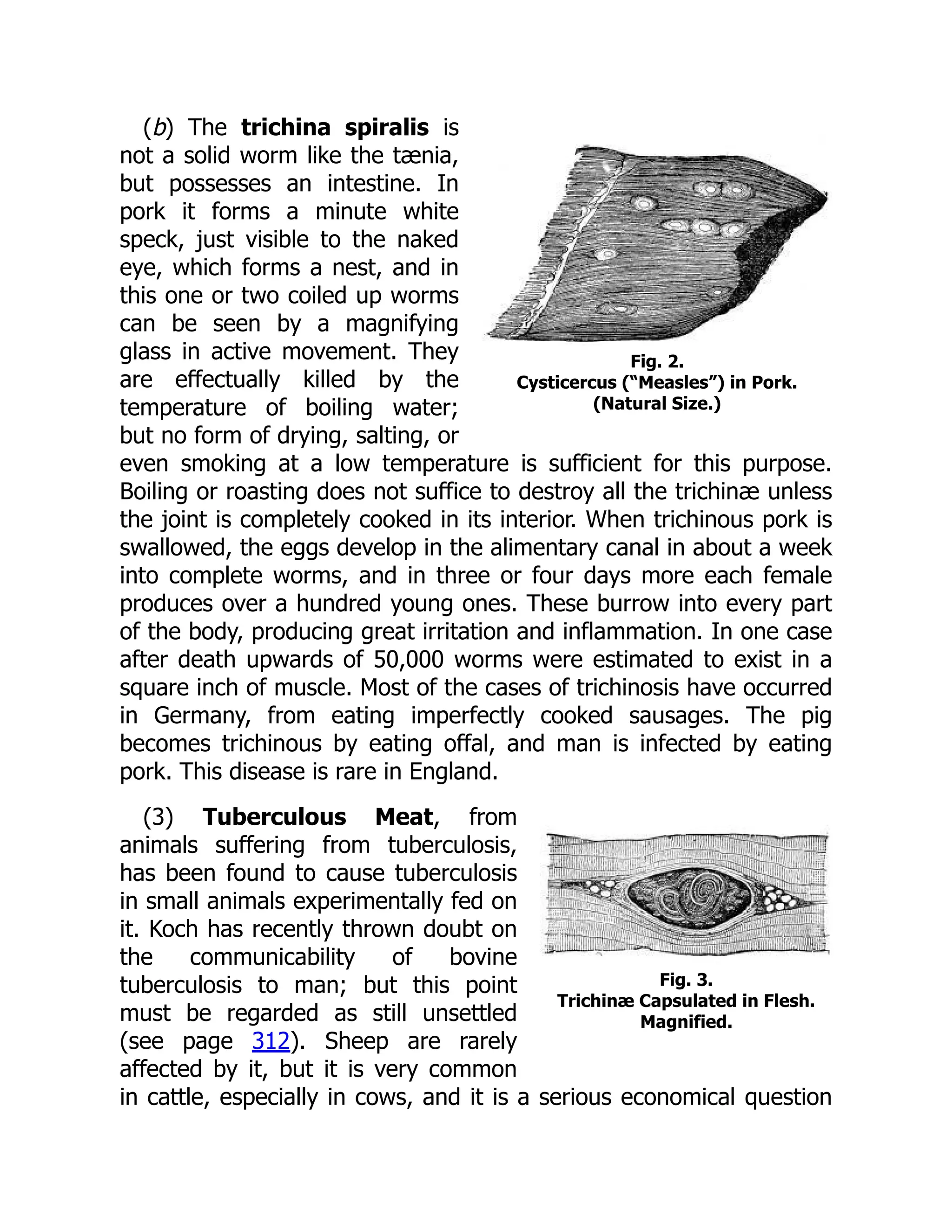 Fig. 2.
Cysticercus (“Measles”) in Pork.
(Natural Size.)
Fig. 3.
Trichinæ Capsulated in Flesh.
Magnified.
(b) The trichina spiralis is
not a solid worm like the tænia,
but possesses an intestine. In
pork it forms a minute white
speck, just visible to the naked
eye, which forms a nest, and in
this one or two coiled up worms
can be seen by a magnifying
glass in active movement. They
are effectually killed by the
temperature of boiling water;
but no form of drying, salting, or
even smoking at a low temperature is sufficient for this purpose.
Boiling or roasting does not suffice to destroy all the trichinæ unless
the joint is completely cooked in its interior. When trichinous pork is
swallowed, the eggs develop in the alimentary canal in about a week
into complete worms, and in three or four days more each female
produces over a hundred young ones. These burrow into every part
of the body, producing great irritation and inflammation. In one case
after death upwards of 50,000 worms were estimated to exist in a
square inch of muscle. Most of the cases of trichinosis have occurred
in Germany, from eating imperfectly cooked sausages. The pig
becomes trichinous by eating offal, and man is infected by eating
pork. This disease is rare in England.
(3) Tuberculous Meat, from
animals suffering from tuberculosis,
has been found to cause tuberculosis
in small animals experimentally fed on
it. Koch has recently thrown doubt on
the communicability of bovine
tuberculosis to man; but this point
must be regarded as still unsettled
(see page 312). Sheep are rarely
affected by it, but it is very common
in cattle, especially in cows, and it is a serious economical question
 