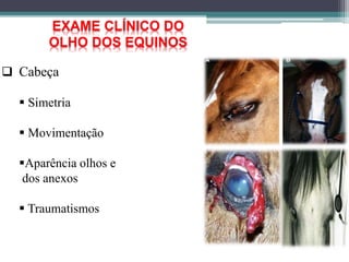 EXAME CLÍNICO DO
OLHO DOS EQUINOS
 Cabeça
 Simetria
 Movimentação
Aparência olhos e
dos anexos
 Traumatismos
 