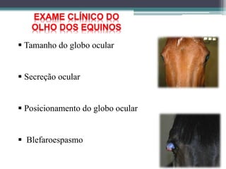  Tamanho do globo ocular
 Secreção ocular
 Posicionamento do globo ocular
 Blefaroespasmo
EXAME CLÍNICO DO
OLHO DOS EQUINOS
 