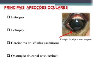 PRINCIPAIS AFECÇÕES OCULARES
 Entropio
 Ectrópio
 Carcinoma de células escamosas
 Obstrução do canal nasolacrimal
Entrópio da pálpebra em um potro
 