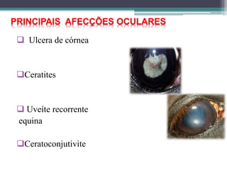  Ulcera de córnea
Ceratites
 Uveíte recorrente
equina
Ceratoconjutivite
PRINCIPAIS AFECÇÕES OCULARES
 