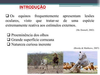 INTRODUÇÃO
 Os equinos frequentemente apresentam lesões
oculares, visto que tratar-se de uma espécie
extremamente reativa aos estímulos externos.
(Mc Donnell, 2002)
 Proeminência dos olhos
 Grande superfície corneana
 Natureza curiosa inerente
(Brooks & Matthews, 2007)
 