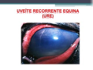 UVEÍTE RECORRENTE EQUINA
(URE)
 
