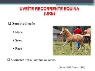  Sem predileção
 Idade
 Sexo
 Raça
(Jones, 1942; Slatter, 1990)
UVEÍTE RECORRENTE EQUINA
(URE)
Acometer um ou ambos os olhos
 