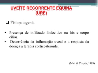 UVEÍTE RECORRENTE EQUINA
(URE)
 Presença de infiltrado linfocítico na íris e corpo
ciliar.
 Decorrência da inflamação uveal e a resposta da
doença à terapia corticosteróide.
(Mair & Crispin, 1989)
 Fisiopatogenia
 