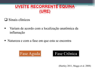  Sinais clínicos
 Variam de acordo com a localização anatômica da
inflamação
 Natureza e com a fase em que esta se encontra
UVEÍTE RECORRENTE EQUINA
(URE)
(Hartley 2011, Maggs et al. 2008)
Fase Aguda Fase Crônica
 
