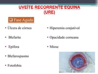  Úlcera de córnea
 Blefarite
 Epífora
 Blefarospasmo
 Fotofobia
 Hiperemia conjutival
 Opacidade corneana
 Miose
 Fase Aguda
UVEÍTE RECORRENTE EQUINA
(URE)
 