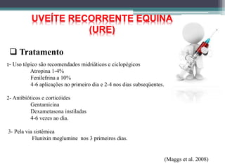  Tratamento
UVEÍTE RECORRENTE EQUINA
(URE)
(Maggs et al. 2008)
1- Uso tópico são recomendados midriáticos e ciclopégicos
Atropina 1-4%
Fenilefrina a 10%
4-6 aplicações no primeiro dia e 2-4 nos dias subseqüentes.
2- Antibióticos e corticóides
Gentamicina
Dexametasona instiladas
4-6 vezes ao dia.
3- Pela via sistêmica
Flunixin meglumine nos 3 primeiros dias.
 