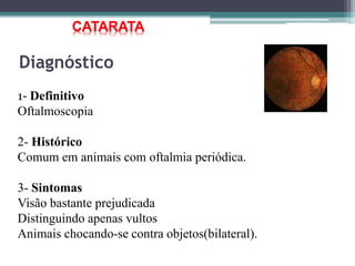 Diagnóstico
1- Definitivo
Oftalmoscopia
2- Histórico
Comum em animais com oftalmia periódica.
3- Sintomas
Visão bastante prejudicada
Distinguindo apenas vultos
Animais chocando-se contra objetos(bilateral).
CATARATA
 