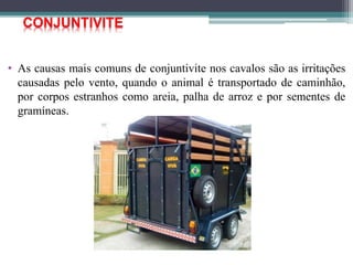 • As causas mais comuns de conjuntivite nos cavalos são as irritações
causadas pelo vento, quando o animal é transportado de caminhão,
por corpos estranhos como areia, palha de arroz e por sementes de
gramíneas.
CONJUNTIVITE
 