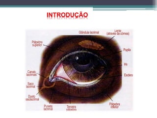 INTRODUÇÃO
 