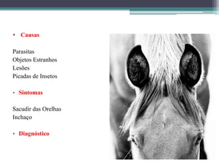 • Causas
Parasitas
Objetos Estranhos
Lesões
Picadas de Insetos
• Sintomas
Sacudir das Orelhas
Inchaço
• Diagnóstico
 