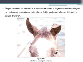  frequentemente, os ferimentos apresentam miíases e degeneração da cartilagem
da orelha que, em razão da extensão da ferida, poderá atrofiar-se, deixando o
cavalo "troncho".
 