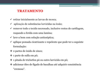  retirar inicialmente as larvas de mosca;
 aplicação de substâncias larvicidas na lesão;
 remover todo o tecido necrosado, inclusive restos de cartilagem,
raspando a ferida com uma lamina;
 lave-a bem com solução antisséptica;
 aplique pomada cicatrizante e repelente que pode ter a seguinte
formulação:
 2 partes de óxido de zinco;
 1 parte de sulfa em pó;
 1 pitada de triclorfon pó ou outro larvicida em pó;
 adicionar óleo de fígado de bacalhau até adquirir consistência
"cremosa".
TRATAMENTO
 