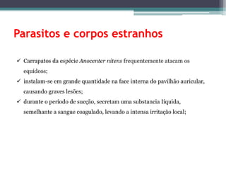Parasitos e corpos estranhos
 Carrapatos da espécie Anocenter nitens frequentemente atacam os
equídeos;
 instalam-se em grande quantidade na face interna do pavilhão auricular,
causando graves lesões;
 durante o período de sucção, secretam uma substancia Iíquida,
semelhante a sangue coagulado, levando a intensa irritação local;
 