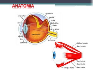 ANATOMIA
 