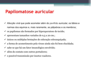 Papilomatose auricular
 Afecção viral que pode acometer além do pavilhão auricular, os lábios e
narinas dos equinos e, mais raramente, as pálpebras e os membros;
 os papilomas são formados por hiperqueratose do tecido;
 apresentam tamanhos variados de 0,5 a 20 cm.;
 únicos ou múltiplas brotações de coloração esbranquiçada;
 a forma de acometimento pela virose ainda não foi bem elucidada;
 sabe-se que há um fator imunológico envolvido;
 além do contato com outros portadores;
 e possível transmissão por insetos voadores.
 