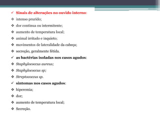  Sinais de alterações no ouvido interno:
 intenso prurido;
 dor continua ou intermitente;
 aumento de temperatura local;
 animal irritado e inquieto;
 movimentos de lateralidade da cabeça;
 secreção, geralmente fétida.
 as bactérias isoladas nos casos agudos:
 Staphylococcus aureus;
 Staphylococcus sp;
 Streptococcus sp.
 sintomas nos casos agudos:
 hiperemia;
 dor;
 aumento de temperatura local;
 Secreção.
 