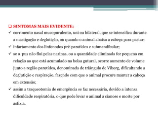  SINTOMAS MAIS EVIDENTE:
 corrimento nasal mucopurulento, uni ou bilateral, que se intensifica durante
a mastigação e deglutição, ou quando o animal abaixa a cabeça para pastar;
 infartamento dos linfonodos pré-paratídeo e submandibular;
 se o pus não flui pelas narinas, ou a quantidade eliminada for pequena em
relação ao que está acumulado na bolsa gutural, ocorre aumento de volume
junto a região parotídea, denominada de triângulo de Viborg, dificultando a
deglutição e respiração, fazendo com que o animal procure manter a cabeça
em extensão;
 assim a traqueotomia de emergência se faz necessária, devido a intensa
dificuldade respiratória, o que pode levar o animal a cianose e morte por
asfixia.
 