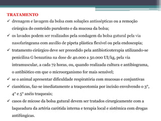 TRATAMENTO
 drenagem e lavagem da bolsa com soluções antissépticas ou a remoção
cirúrgica do conteúdo purulento e da mucosa da bolsa;
 os lavados podem ser realizados pela sondagem da bolsa gutural pela via
nasofaringeana com auxílio de pipeta plástica flexível ou pela endoscopia;
 tratamento cirúrgico deve ser precedido pela antibioticoterapia utilizando-se
penicilina G benzatina na dose de 40.000 a 50.000 UI/kg, pela via
intramuscular, a cada 72 horas, ou, quando realizada cultura e antibiograma,
o antibiótico em que o microorganismo for mais sensível;
 se o animal apresentar dificuldade respiratória com mucosas e conjuntivas
 cianóticas, faz-se imediatamente a traqueotomia por incisão envolvendo o 3°,
4° e 5° anéis traqueais;
 casos de micose da bolsa gutural devem ser tratados cirurgicamente com a
laqueadura da artéria carótida interna e terapia local e sistêmica com drogas
antifúngicas.
 