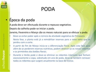 PODA
• Época da poda
A poda deve ser efectuada durante o repouso vegetativo.
Depois da colheita pode-se iniciar a poda.
Janeiro, Fevereiro e Março são os meses naturais para se efetuar a poda.
• Deve-se evitar podar após o reinicio da atividade vegetativa da Primavera.
Nesta fase, a planta está já a remobilizar reservas para a nova rama que se
perdeu com o corte.
• A partir do fim de Março inicia-se a diferenciação floral. Após esta fase para
além de se perderem reservas nutritivas, podem destruir-se os novos rebentos
e os primórdios dos botões florais.
• Durante o Verão pode e deve-se eliminar os rebentos interiores que fecham
excessivamente a copa, sobretudo em ano de poda, deve-se também remover
todos os rebentos que surgem anualmente na base do tronco.
 