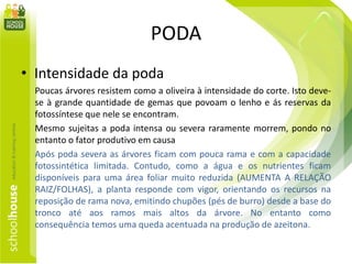 PODA
• Intensidade da poda
Poucas árvores resistem como a oliveira à intensidade do corte. Isto deve-
se à grande quantidade de gemas que povoam o lenho e ás reservas da
fotossíntese que nele se encontram.
Mesmo sujeitas a poda intensa ou severa raramente morrem, pondo no
entanto o fator produtivo em causa
Após poda severa as árvores ficam com pouca rama e com a capacidade
fotossintética limitada. Contudo, como a água e os nutrientes ficam
disponíveis para uma área foliar muito reduzida (AUMENTA A RELAÇÃO
RAIZ/FOLHAS), a planta responde com vigor, orientando os recursos na
reposição de rama nova, emitindo chupões (pés de burro) desde a base do
tronco até aos ramos mais altos da árvore. No entanto como
consequência temos uma queda acentuada na produção de azeitona.
 