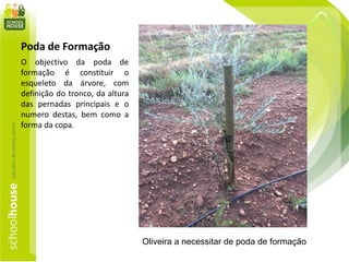 Poda de Formação
O objectivo da poda de
formação é constituir o
esqueleto da árvore, com
definição do tronco, da altura
das pernadas principais e o
numero destas, bem como a
forma da copa.
Oliveira a necessitar de poda de formação
 