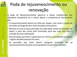 Poda de rejuvenescimento ou
renovação
• A poda de Rejuvenescimento aplica-se a olivais envelhecidos por
abandono temporário ou a olivais idosos e caracteriza-se basicamente
por:
• O rejuvenescimento deverá ser feito por etapas, com corte e ajuste de
pernadas ao longo de dois ciclos de poda consecutivos.
• Remove-se uma ou duas pernadas em cada poda, tendo em atenção em
deixar a zona dos cortes bem iluminada, para que seja mais fácil a
emissão de nova rebentação.
• Nas pernadas que ficam a poda deve ser mínima, procedendo-se apenas
a ligeiro desadensamento da rama.
• As pernadas que ficam devem assegurar produção até ao
rejuvenescimento da parte correspondente às pernadas retiradas.
 