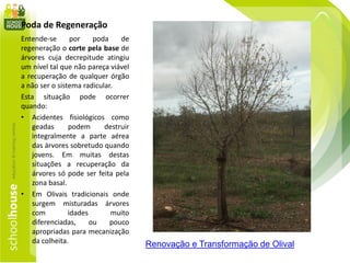 Poda de Regeneração
Entende-se por poda de
regeneração o corte pela base de
árvores cuja decrepitude atingiu
um nível tal que não pareça viável
a recuperação de qualquer órgão
a não ser o sistema radicular.
Esta situação pode ocorrer
quando:
• Acidentes fisiológicos como
geadas podem destruir
integralmente a parte aérea
das árvores sobretudo quando
jovens. Em muitas destas
situações a recuperação da
árvores só pode ser feita pela
zona basal.
• Em Olivais tradicionais onde
surgem misturadas árvores
com idades muito
diferenciadas, ou pouco
apropriadas para mecanização
da colheita. Renovação e Transformação de Olival
 