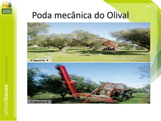 Poda mecânica do Olival
 