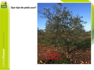 Que tipo de poda usar?
Poda de
Frutificação
 