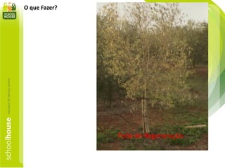 O que Fazer?
Poda de Regeneração
 