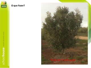 O que Fazer?
Poda de Frutificação
 