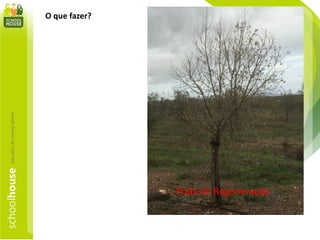 O que fazer?
Poda de Regeneração
 