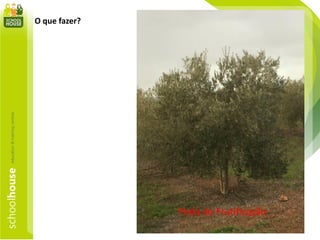 O que fazer?
Poda de Frutificação
 