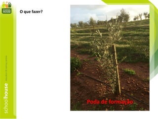O que fazer?
Poda de formação
 