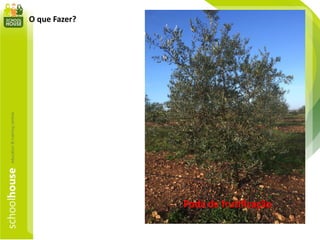 O que Fazer?
Poda de frutificação
 