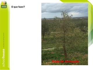 O que fazer?
Poda de formação
 