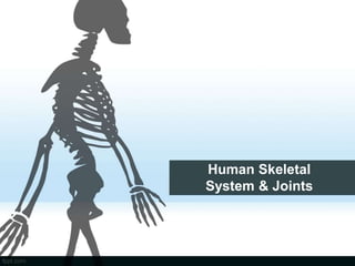 Human Skeletal
System & Joints
 