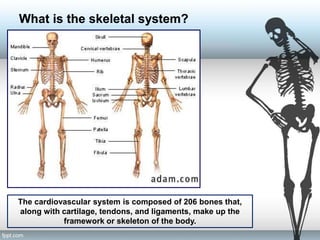 What is the skeletal system?
The cardiovascular system is composed of 206 bones that,
along with cartilage, tendons, and ligaments, make up the
framework or skeleton of the body.
 
