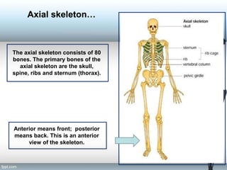 Axial skeleton…
The axial skeleton consists of 80
bones. The primary bones of the
axial skeleton are the skull,
spine, ribs and sternum (thorax).
Anterior means front; posterior
means back. This is an anterior
view of the skeleton.
 