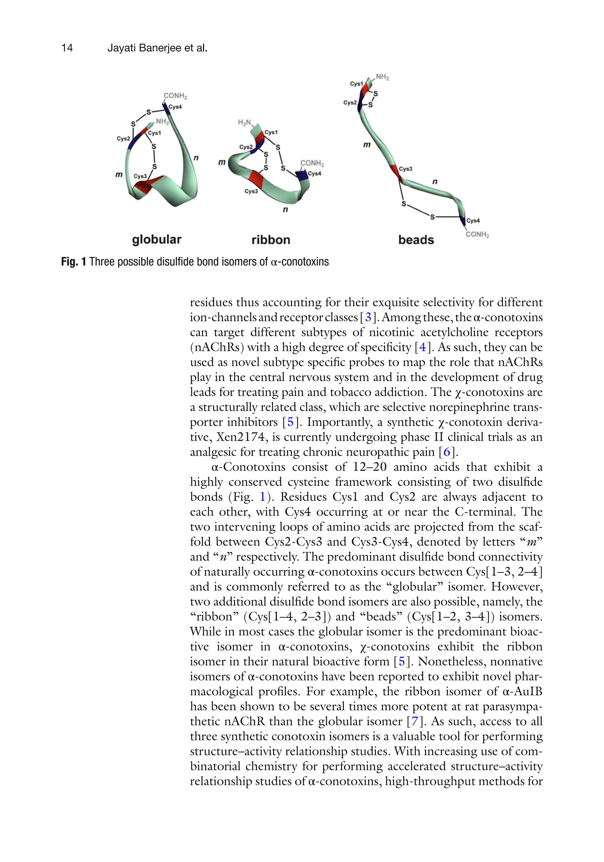 14
residues thus accounting for their exquisite selectivity for different
ion-channelsandreceptorclasses[3].Amongthese,theα-conotoxins
can target different subtypes of nicotinic acetylcholine receptors
(nAChRs) with a high degree of specificity [4]. As such, they can be
used as novel subtype specific probes to map the role that nAChRs
play in the central nervous system and in the development of drug
leads for treating pain and tobacco addiction. The χ-conotoxins are
a structurally related class, which are selective norepinephrine trans-
porter inhibitors [5]. Importantly, a synthetic χ-conotoxin deriva-
tive, Xen2174, is currently undergoing phase II clinical trials as an
analgesic for treating chronic neuropathic pain [6].
α-Conotoxins consist of 12–20 amino acids that exhibit a
highly conserved cysteine framework consisting of two disulfide
bonds (Fig. 1). Residues Cys1 and Cys2 are always adjacent to
each other, with Cys4 occurring at or near the C-terminal. The
two intervening loops of amino acids are projected from the scaf-
fold between Cys2-Cys3 and Cys3-Cys4, denoted by letters “m”
and “n” respectively. The predominant disulfide bond connectivity
of naturally occurring α-conotoxins occurs between Cys[1–3, 2–4]
and is commonly referred to as the “globular” isomer. However,
two additional disulfide bond isomers are also possible, namely, the
“ribbon” (Cys[1–4, 2–3]) and “beads” (Cys[1–2, 3–4]) isomers.
While in most cases the globular isomer is the predominant bioac-
tive isomer in α-conotoxins, χ-conotoxins exhibit the ribbon
isomer in their natural bioactive form [5]. Nonetheless, nonnative
isomers of α-conotoxins have been reported to exhibit novel phar-
macological profiles. For example, the ribbon isomer of α-AuIB
has been shown to be several times more potent at rat parasympa-
thetic nAChR than the globular isomer [7]. As such, access to all
three synthetic conotoxin isomers is a valuable tool for performing
structure–activity relationship studies. With increasing use of com-
binatorial chemistry for performing accelerated structure–activity
relationship studies of α-conotoxins, high-throughput methods for
Fig. 1 Three possible disulfide bond isomers of α-conotoxins
Jayati Banerjee et al.
 