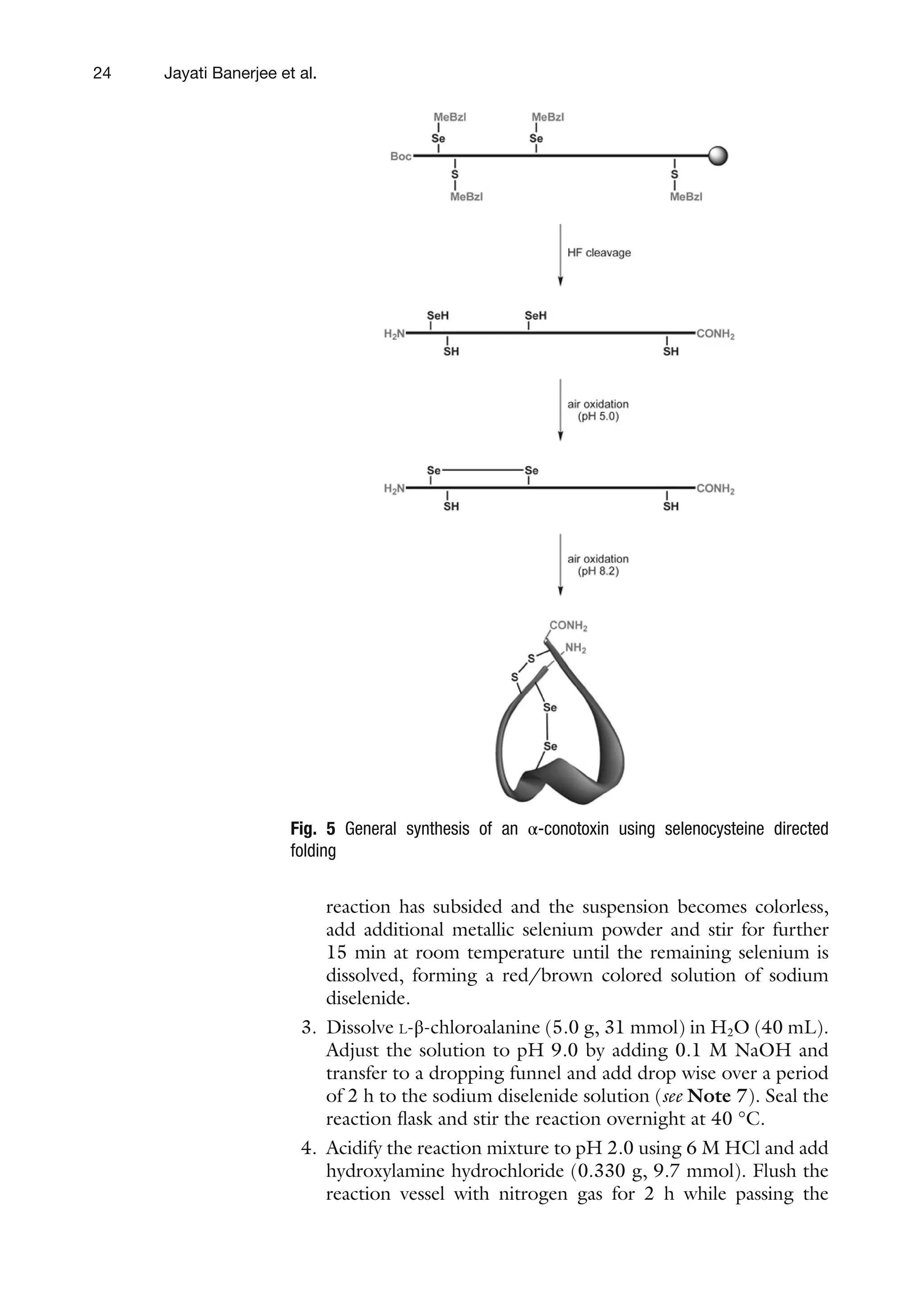24
reaction has subsided and the suspension becomes colorless,
add additional metallic selenium powder and stir for further
15 min at room temperature until the remaining selenium is
dissolved, forming a red/brown colored solution of sodium
diselenide.
3. Dissolve L-β-chloroalanine (5.0 g, 31 mmol) in H2O (40 mL).
Adjust the solution to pH 9.0 by adding 0.1 M NaOH and
transfer to a dropping funnel and add drop wise over a period
of 2 h to the sodium diselenide solution (see Note 7). Seal the
reaction flask and stir the reaction overnight at 40 °C.
4. Acidify the reaction mixture to pH 2.0 using 6 M HCl and add
hydroxylamine hydrochloride (0.330 g, 9.7 mmol). Flush the
reaction vessel with nitrogen gas for 2 h while passing the
Fig. 5 General synthesis of an α-conotoxin using selenocysteine directed
folding
Jayati Banerjee et al.
 