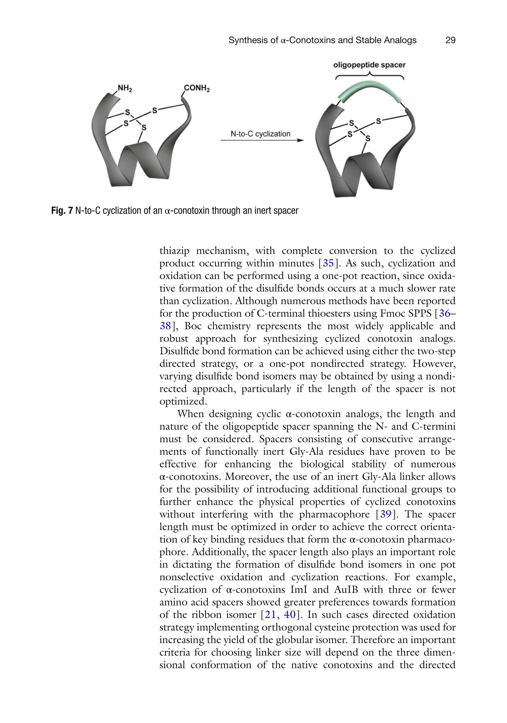 29
thiazip mechanism, with complete conversion to the cyclized
product occurring within minutes [35]. As such, cyclization and
oxidation can be performed using a one-pot reaction, since oxida-
tive formation of the disulfide bonds occurs at a much slower rate
than cyclization. Although numerous methods have been reported
for the production of C-terminal thioesters using Fmoc SPPS [36–
38], Boc chemistry represents the most widely applicable and
robust approach for synthesizing cyclized conotoxin analogs.
Disulfide bond formation can be achieved using either the two-step
directed strategy, or a one-pot nondirected strategy. However,
varying disulfide bond isomers may be obtained by using a nondi-
rected approach, particularly if the length of the spacer is not
optimized.
When designing cyclic α-conotoxin analogs, the length and
nature of the oligopeptide spacer spanning the N- and C-termini
must be considered. Spacers consisting of consecutive arrange-
ments of functionally inert Gly-Ala residues have proven to be
effective for enhancing the biological stability of numerous
α-conotoxins. Moreover, the use of an inert Gly-Ala linker allows
for the possibility of introducing additional functional groups to
further enhance the physical properties of cyclized conotoxins
without interfering with the pharmacophore [39]. The spacer
length must be optimized in order to achieve the correct orienta-
tion of key binding residues that form the α-conotoxin pharmaco-
phore. Additionally, the spacer length also plays an important role
in dictating the formation of disulfide bond isomers in one pot
nonselective oxidation and cyclization reactions. For example,
cyclization of α-conotoxins ImI and AuIB with three or fewer
amino acid spacers showed greater preferences towards formation
of the ribbon isomer [21, 40]. In such cases directed oxidation
strategy implementing orthogonal cysteine protection was used for
increasing the yield of the globular isomer. Therefore an important
criteria for choosing linker size will depend on the three dimen-
sional conformation of the native conotoxins and the directed
Fig. 7 N-to-C cyclization of an α-conotoxin through an inert spacer
Synthesis of α-Conotoxins and Stable Analogs
 